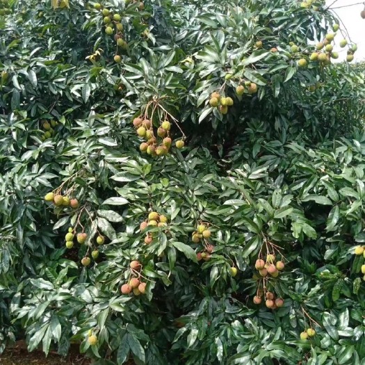 阳西县妃子笑荔枝 2cm