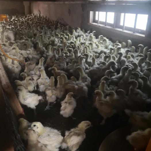 莆田白凤乌鸡苗 脱温竹丝鸡种鸡白绒乌鸡白凤乌骨鸡250克左右