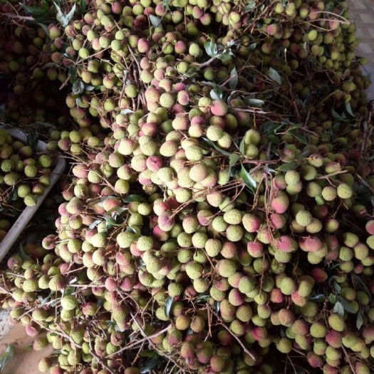 阳西县 广东阳西荔枝基地妃子笑大量上市，个头18个左右一斤品质优良