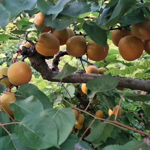 夏县山西运城露天金太阳杏大量供应