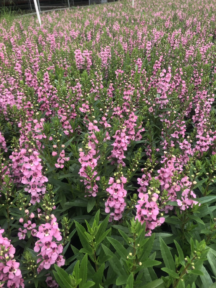 长春花 大量泥碳土时花现货