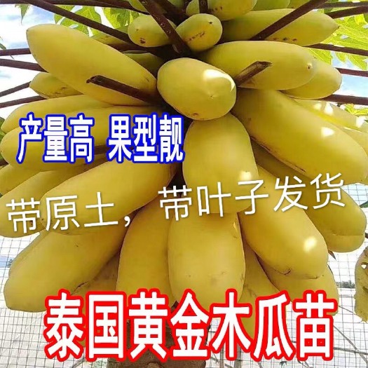灵山县泰国金木瓜苗，种植4个月后开花结果，一年四季开花结果产量高