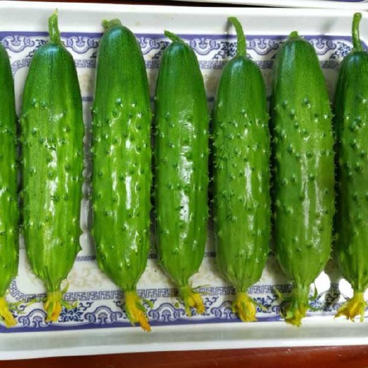 寿光市 旱黄瓜 大刺黄瓜