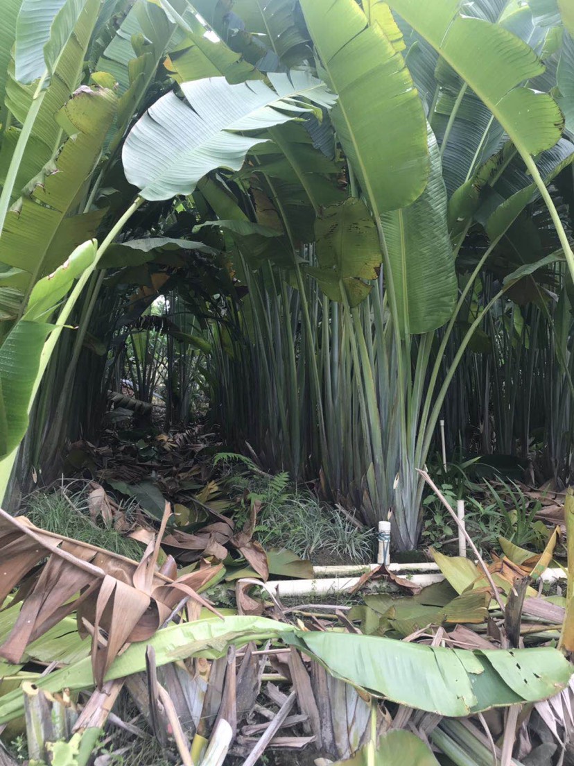 普宁市旅人蕉高3.5米硕大奇异姿态优美 造景观赏的植物根系发达易活