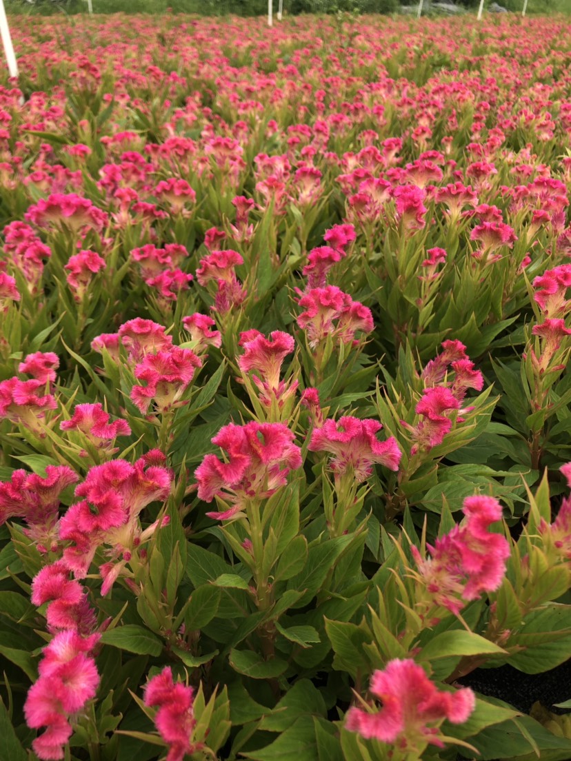 长春花 大量泥碳土时花现货