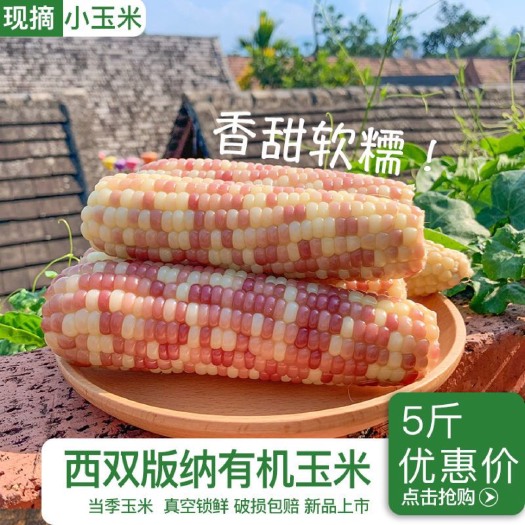 景洪市糯玉米 真空包装即食西双版纳软糯花玉米一件代发
