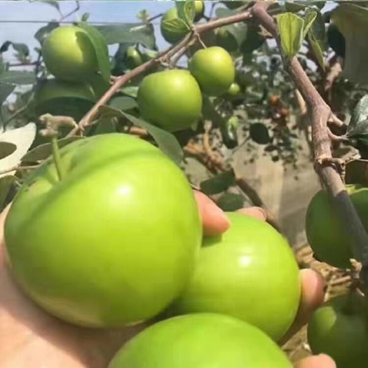灵山县苹果枣嫁接苗  ，易管理