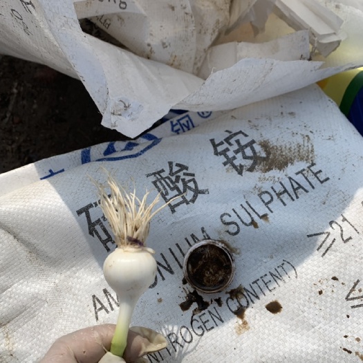 海城市紫皮独头蒜 混级统货