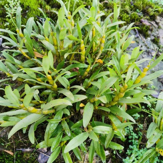 峨眉山市 金钗石斛