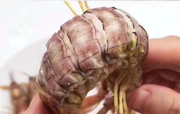 北海涠洲岛肥美皮皮虾，渔船第一时间靠岸蒸熟，速冻，汁鲜肉嫩