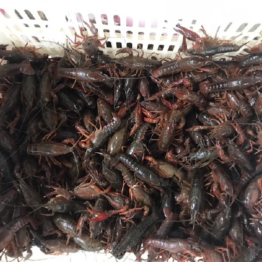 潜江市潜江小龙虾 中青4-6钱