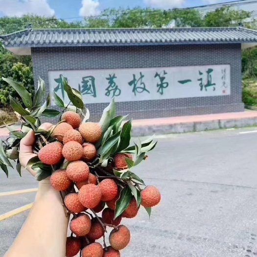 茂名 高州妃子笑荔枝五斤装、广东地区包邮、48小时内发货！