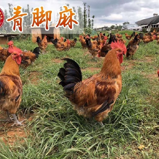 昆明 快大型青脚麻鸡苗
