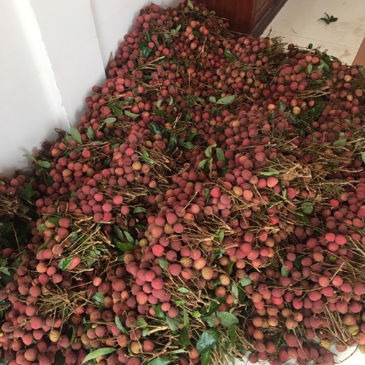 平南县黑叶荔枝 大量百家货