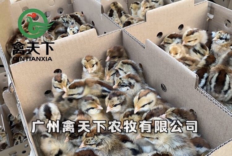 广州 青脚土鸡苗V3鸡苗 改良土鸡公苗 包打疫苗 包路损 全国发货