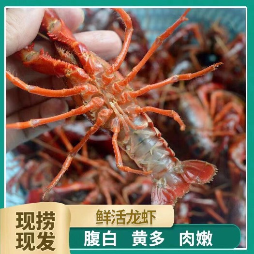 盱眙县盱眙小龙虾 盱眙龙虾塘口直发