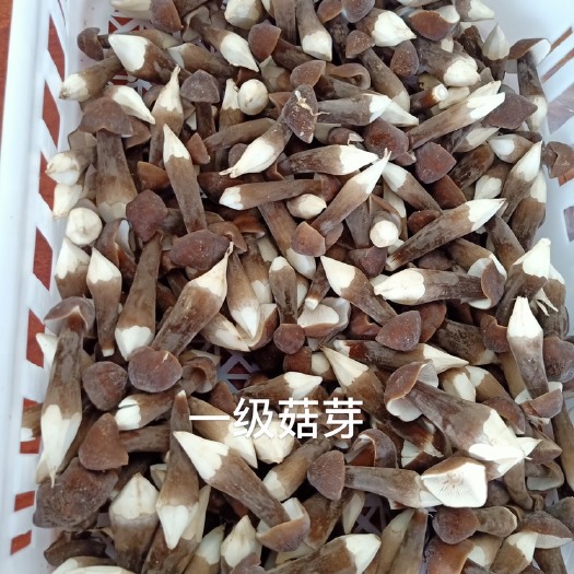 梅州鸡枞菌 黑皮鸡枞，鲜货及干品均有大量现货！
