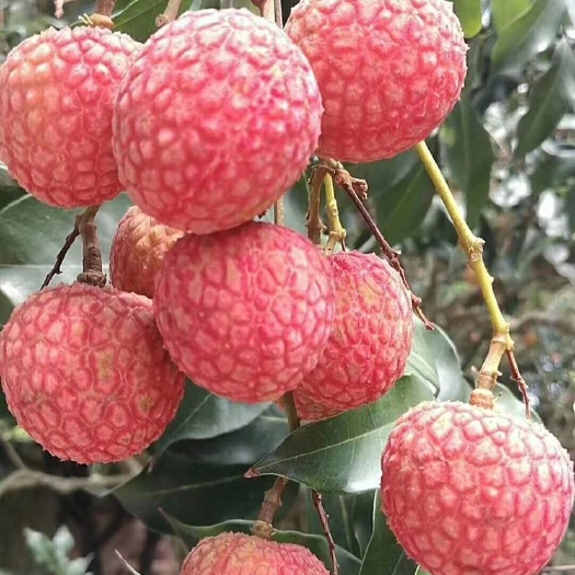 长沙 《冷链包邮》妃子笑荔枝现摘现货新鲜妃子笑荔枝当季新鲜水果批