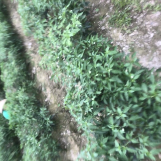 乐昌市 大青辣椒