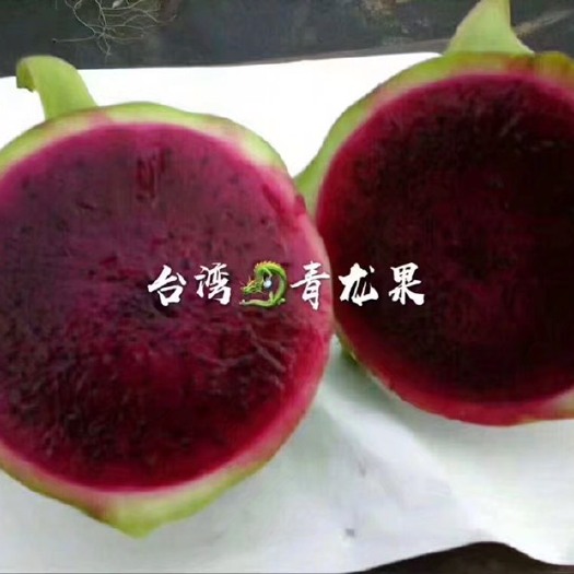 灵山县红皮红肉火龙果苗  青皮红肉火龙果苗 嫁接苗口感好 甜度高 成活率