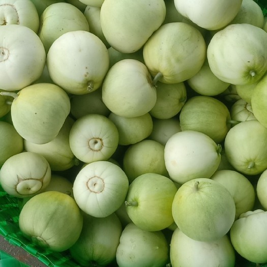 宾阳县甜瓜  广蜜一号香瓜脆皮香瓜 甜香瓜是皮脆肉嫩芳香可以带皮吃