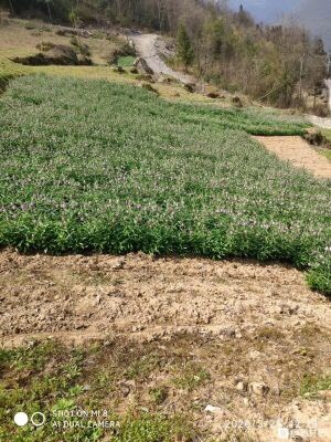巴东县 湖北恩施高山富硒贝母，纯有机肥种植，品质优良
