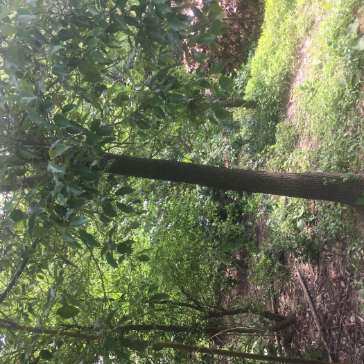 枞阳县 香樟树