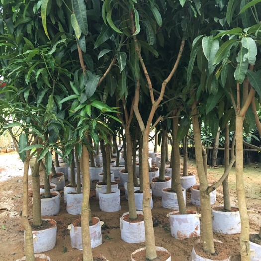灵山县凯特芒果苗    台农芒果苗，贵妃芒果苗芒果苗  芒果实香甜