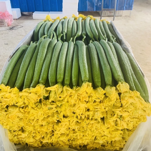 寿光市鲜花丝瓜 量大  