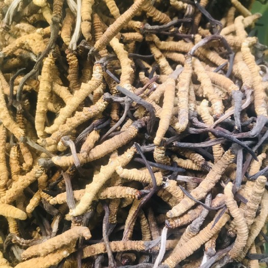 玛沁县冬虫夏草 大草来袭