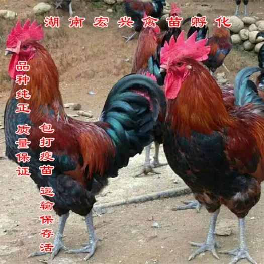 衡阳热销正宗血毛土鸡苗红毛土鸡苗土鸡苗绿壳蛋鸡苗