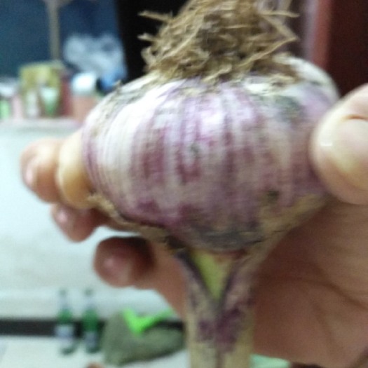 邯郸红皮大蒜 5~5.5cm