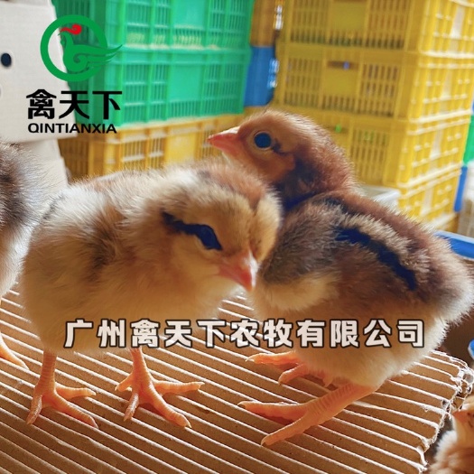 广州K9麻黄鸡苗 K901