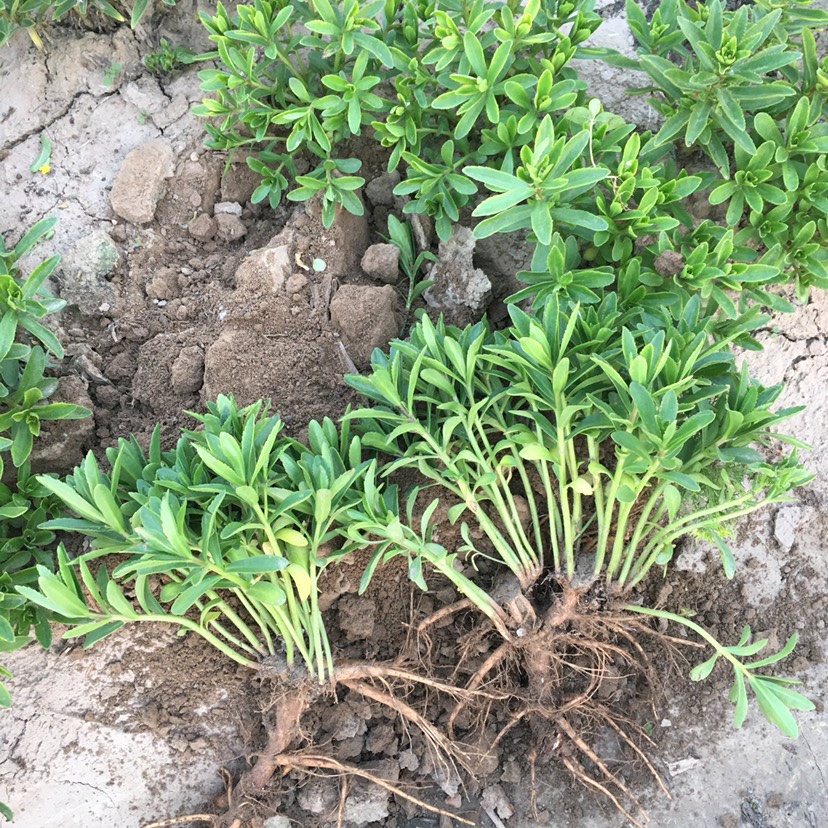狭叶费菜 农家种植养心菜,不生虫不打药.适合三高患者.