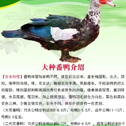 南宁 番鸭苗