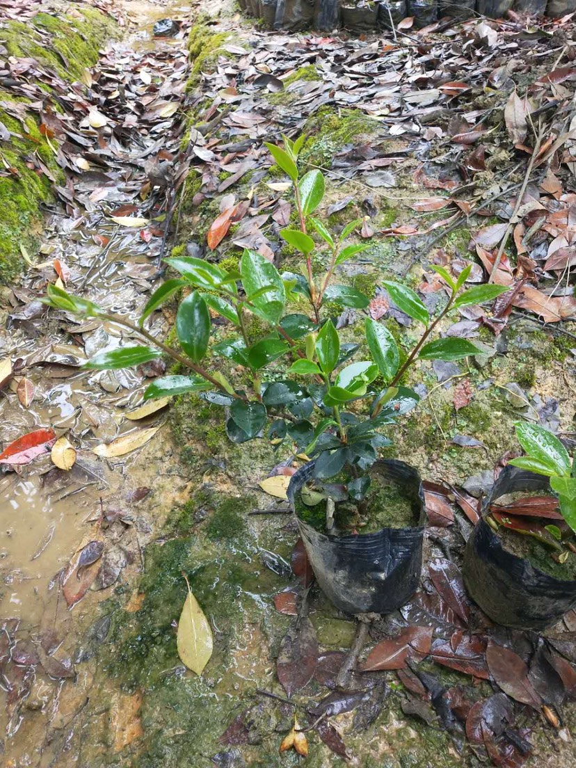  茶梅杯苗 有高度，有冠幅，不脱杯！