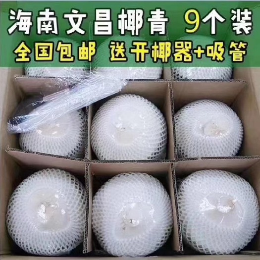 日照椰青 1 - 1.5斤