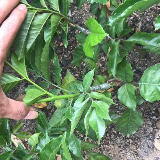 普宁市 黄皮果苗，正宗嫁接黑黄皮果苗，新苗