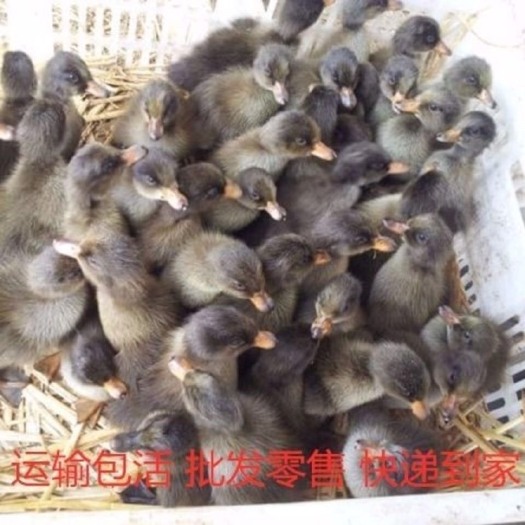 沭阳县黑番鸭苗