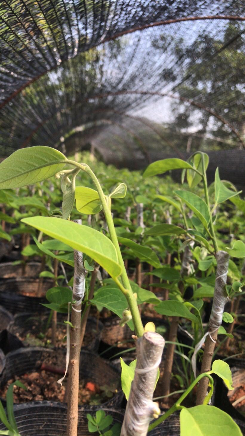 正宗释迦果苗 新苗 营养小杯中杯