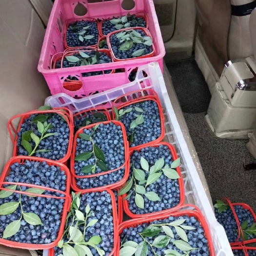 新昌县 新鲜采摘的本地蓝莓
