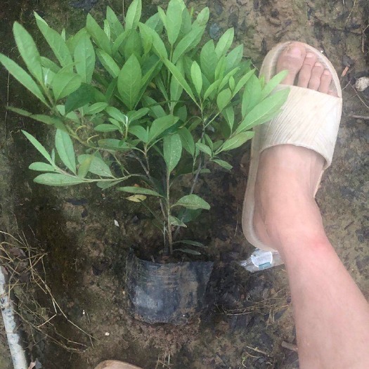 浏阳市毛杜鹃 毛鹃大杯苗