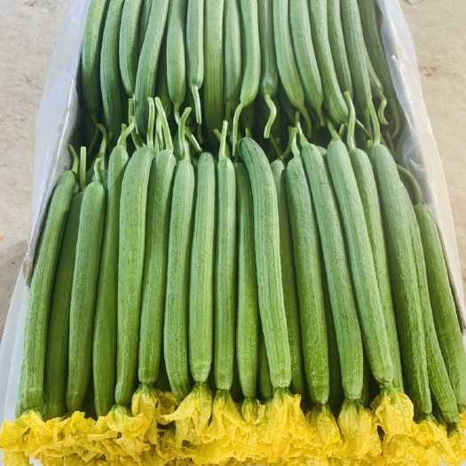 寿光市棱丝瓜 30~50cm