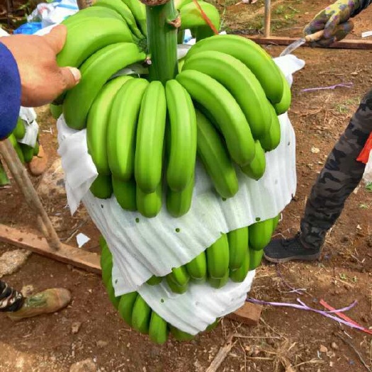 遂溪县 广东湛江香蕉 好货抹花7成熟度 基地现砍一手货源