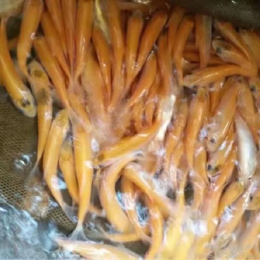 广州 金丝皖鱼苗  金草鱼+自孵水花