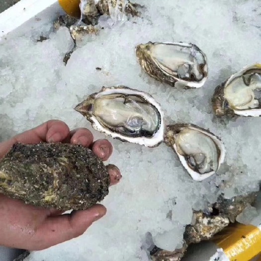 饶平县 汫洲生蚝 海蛎子 牡蛎新鲜水产 原产地直供 当天捕捞发货