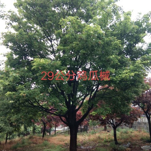 嵊州市深红细叶鸡爪槭