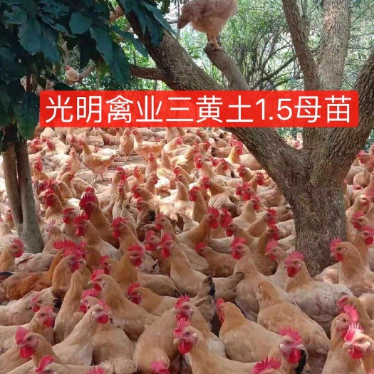 广州 正宗三黄土鸡苗