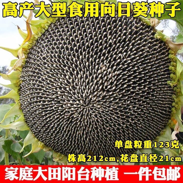 邵东市食用大向日葵种子 易种 高产 大颗粒型食用向日葵种子