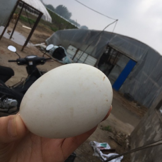 盘山县 鹅蛋，可做种蛋